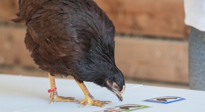 Photo for news article: "news_training-chickens_1121"