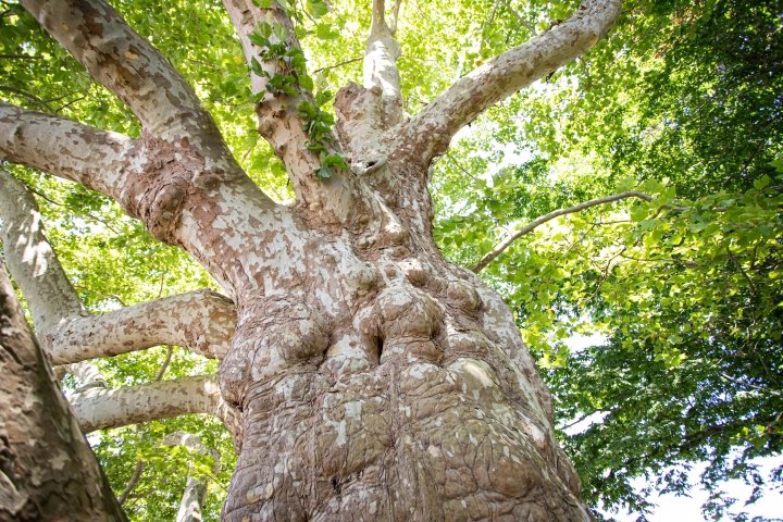 large tree