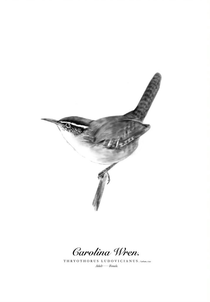 Photo for blog post "Roan Iribarren interns and illustrates for Norman Bird Sanctuary"