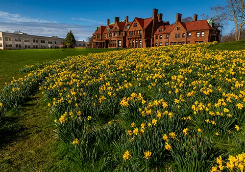 McAuley daffodils